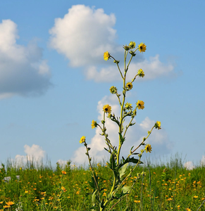 Compass plant
