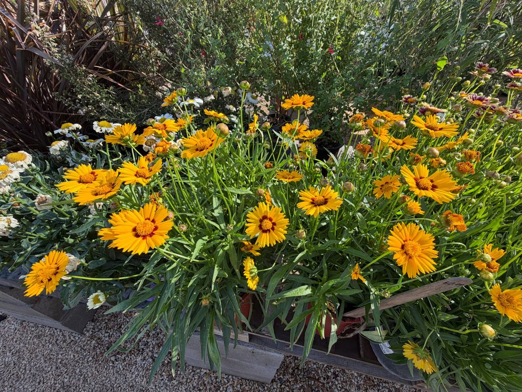 Coreopsis