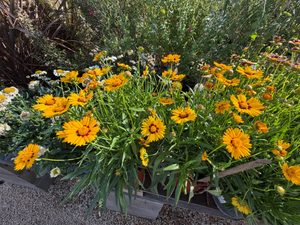 Coreopsis