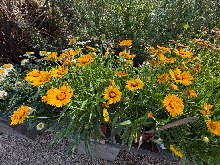Coreopsis