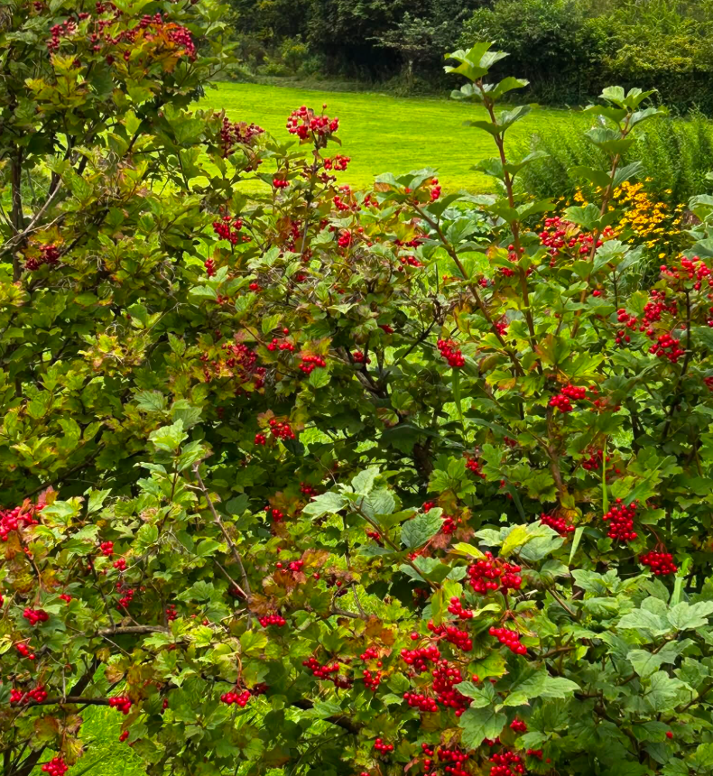 American Cranberrybush