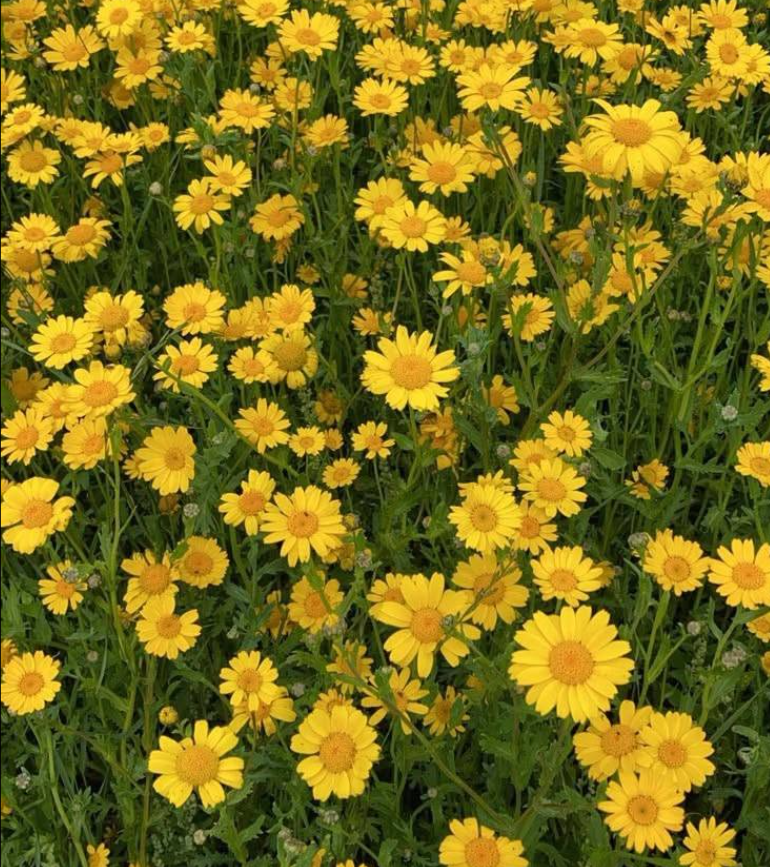 Crown Daisy
