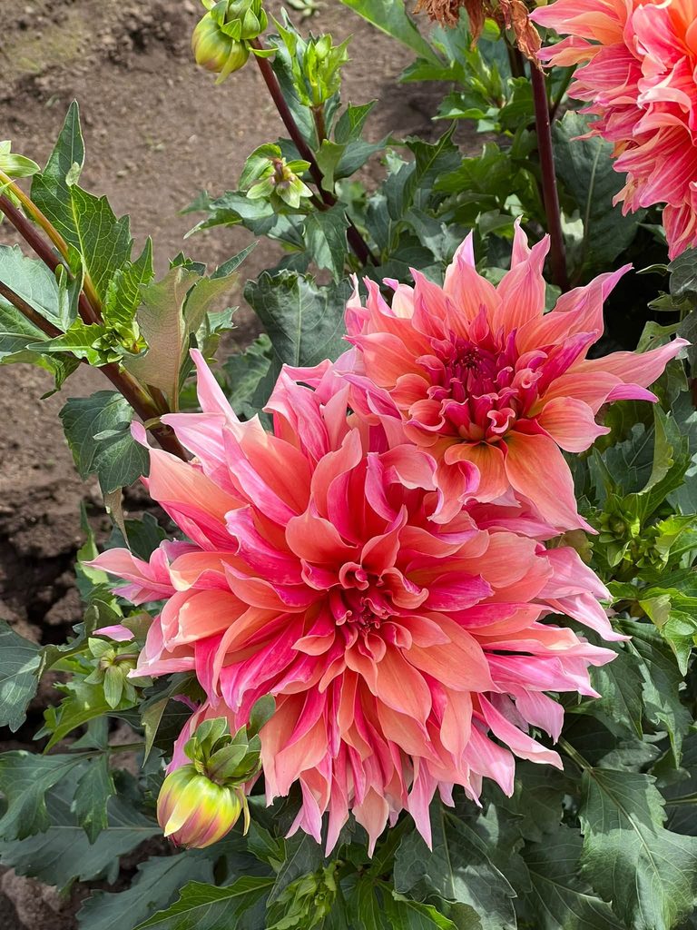 Dahlias