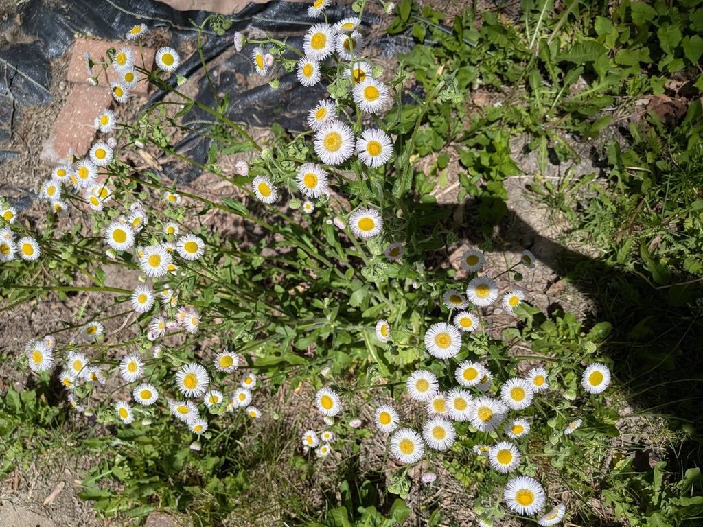 Daisy Fleabane