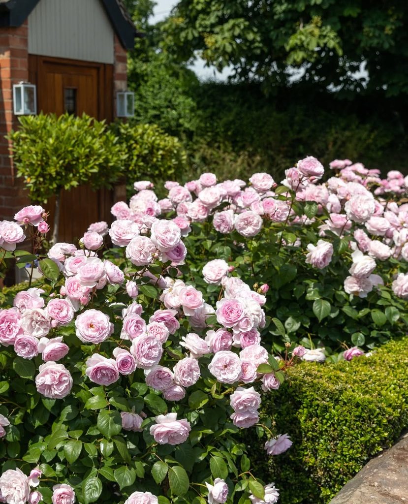 David Austin roses