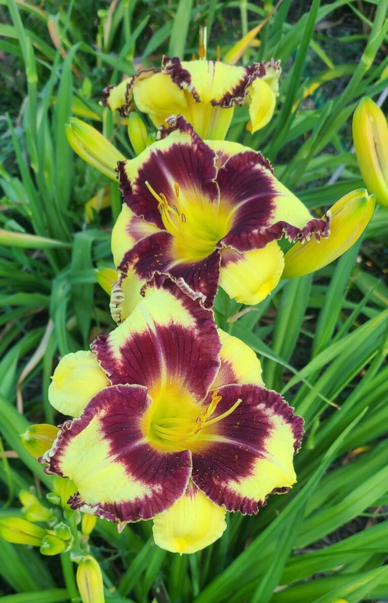 Daylily