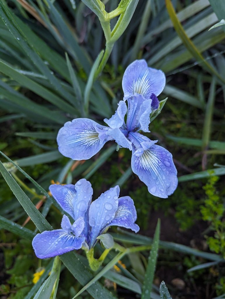 Douglas Iris