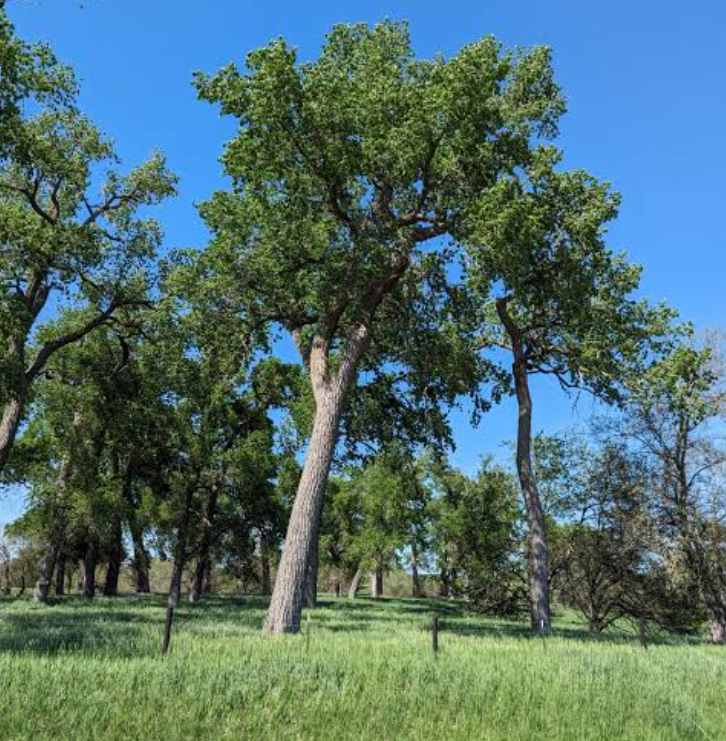 Eastern Cottonwood