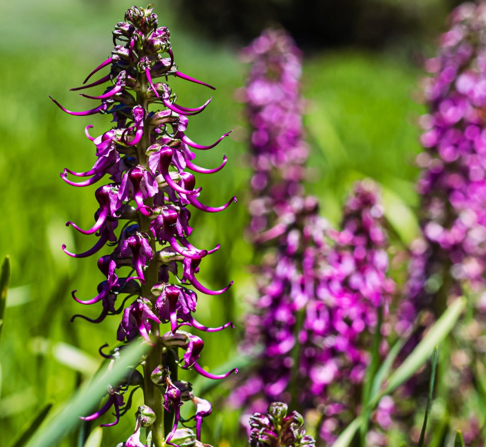 Elephanthead Lousewort