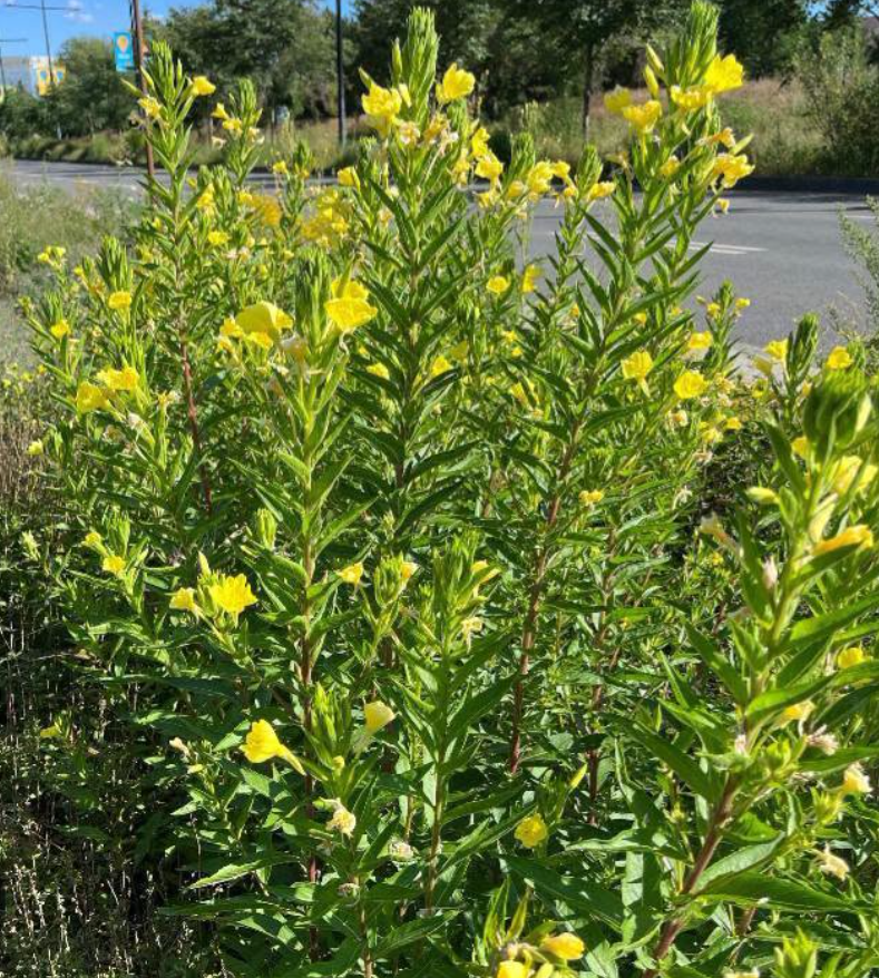 evening primrose