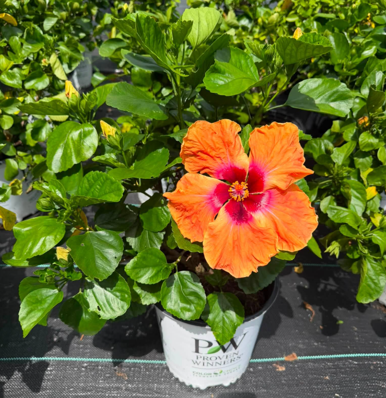 hibiscus 'Fiesta'