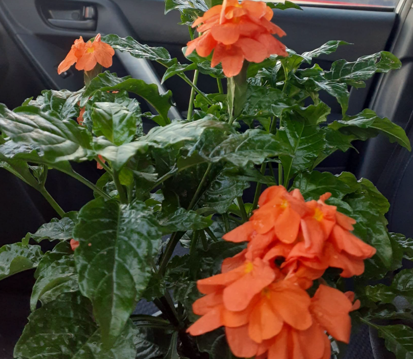 Firecracker Flower