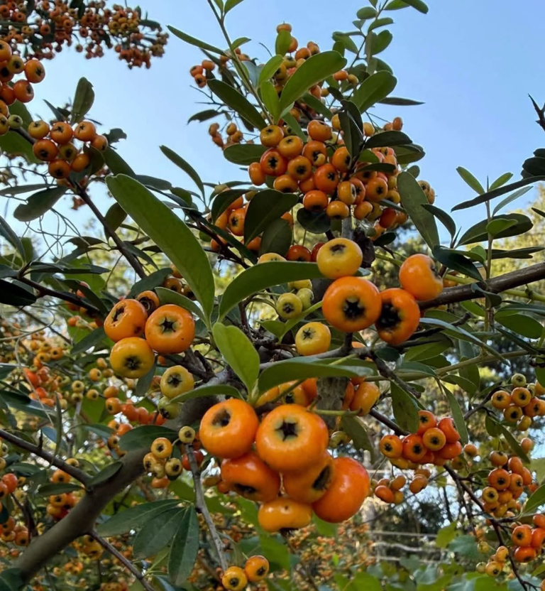 Firethorn