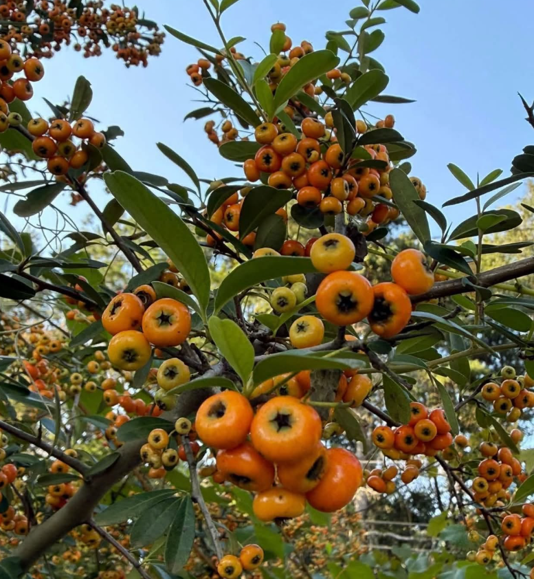 Firethorn