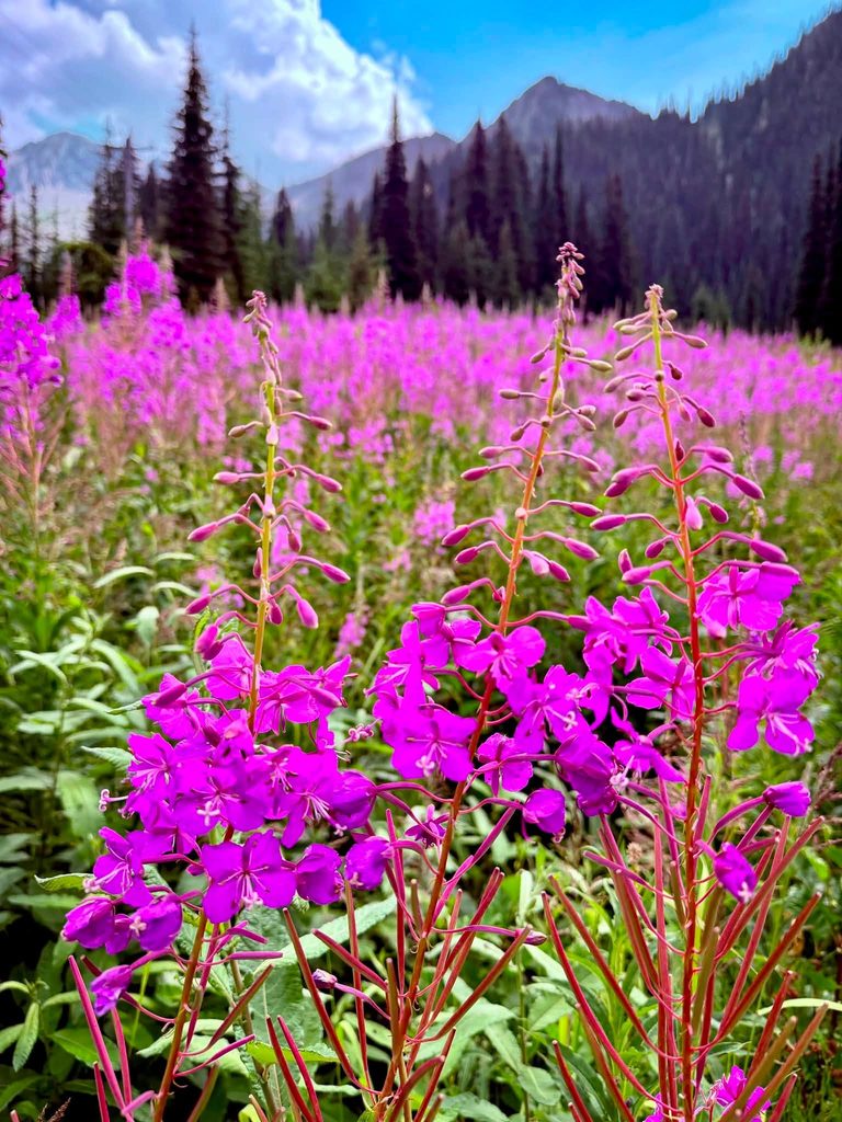 Fireweed