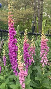 Foxglove