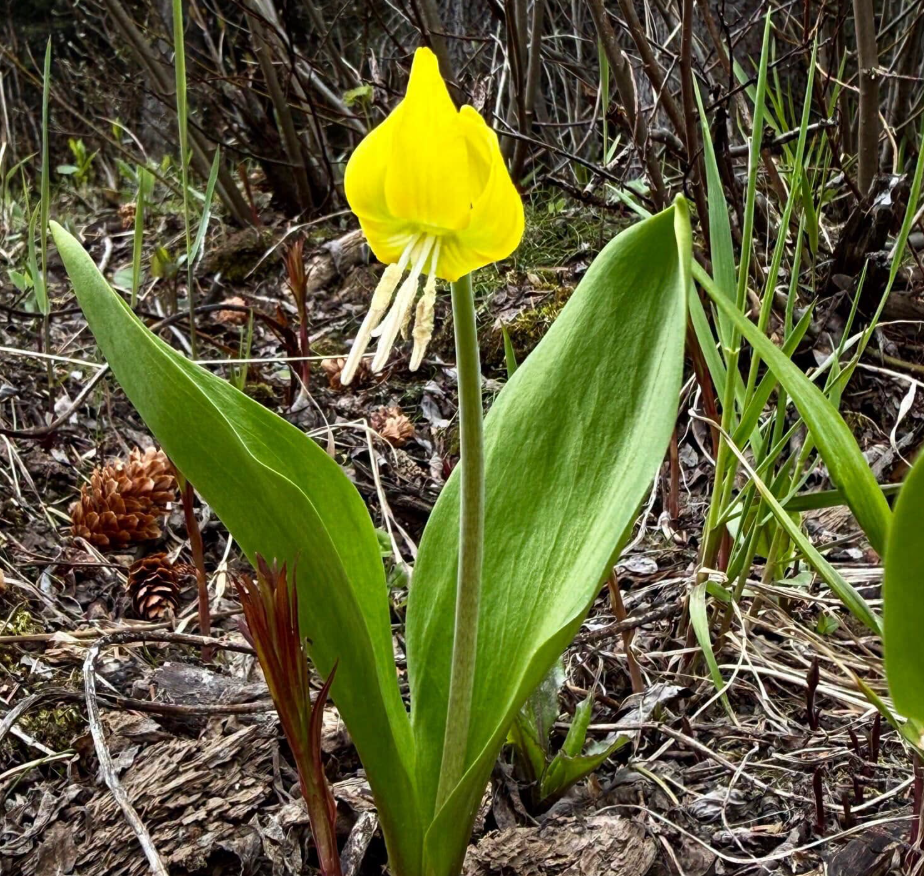 Glacier lily 