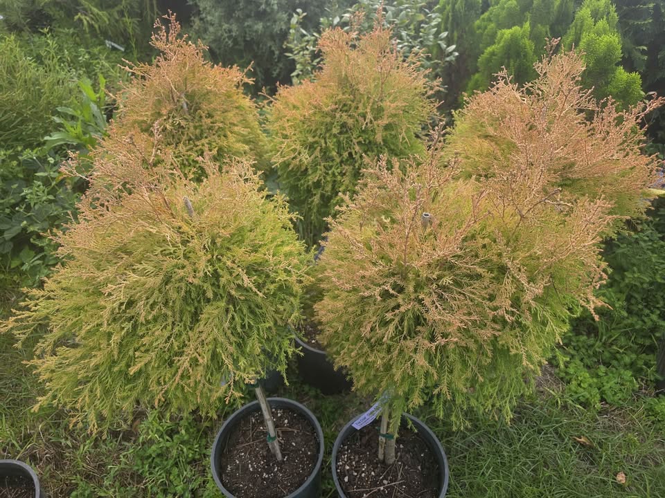 Firechief Arborvitae