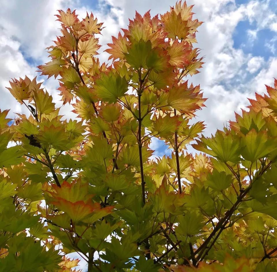 Golden Full Moon Maple