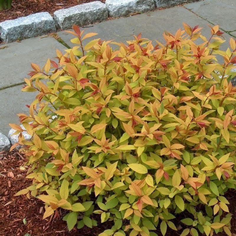 Golden Spirea