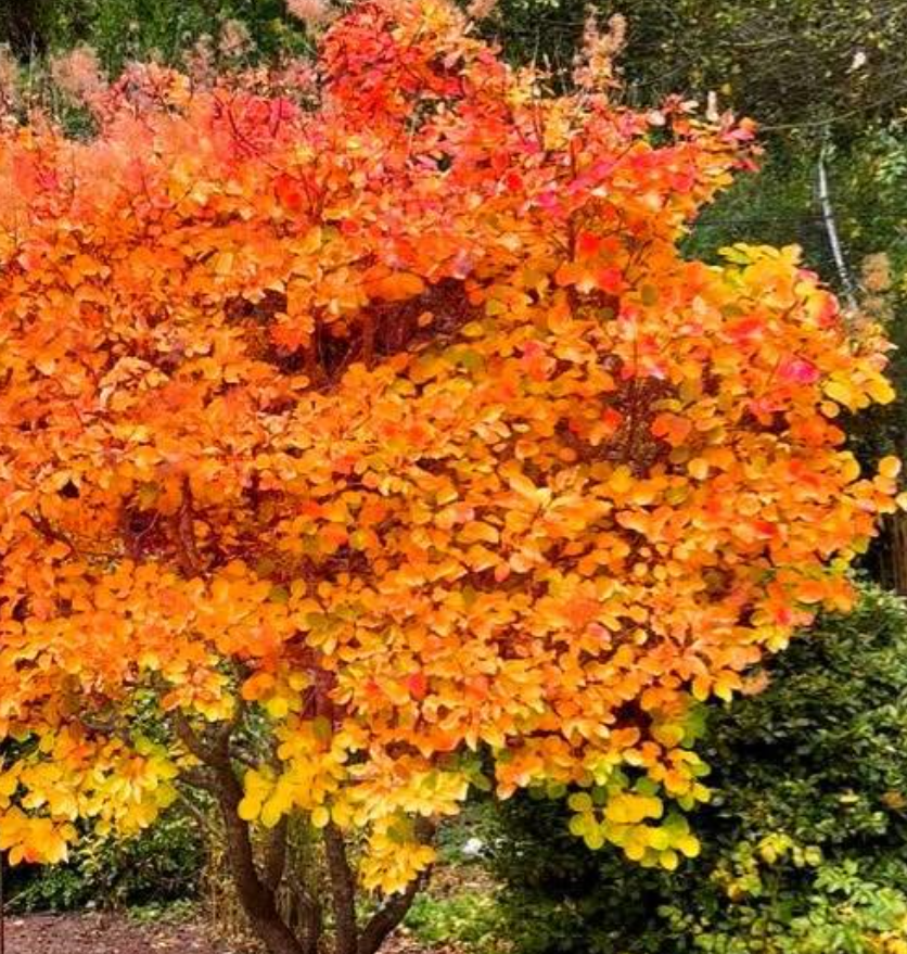 Golden Smoke Bush