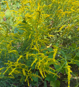 Goldenrod flower