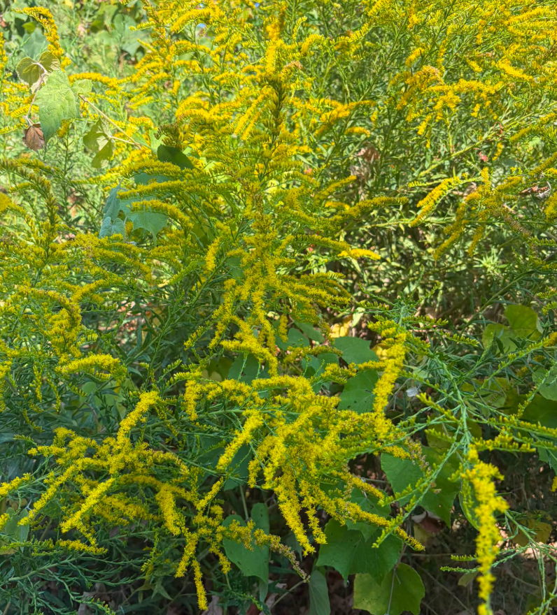 Goldenrod