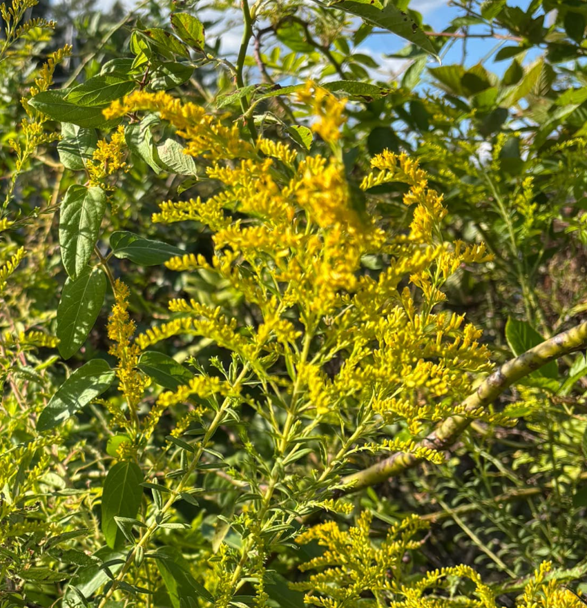 Goldenrod 