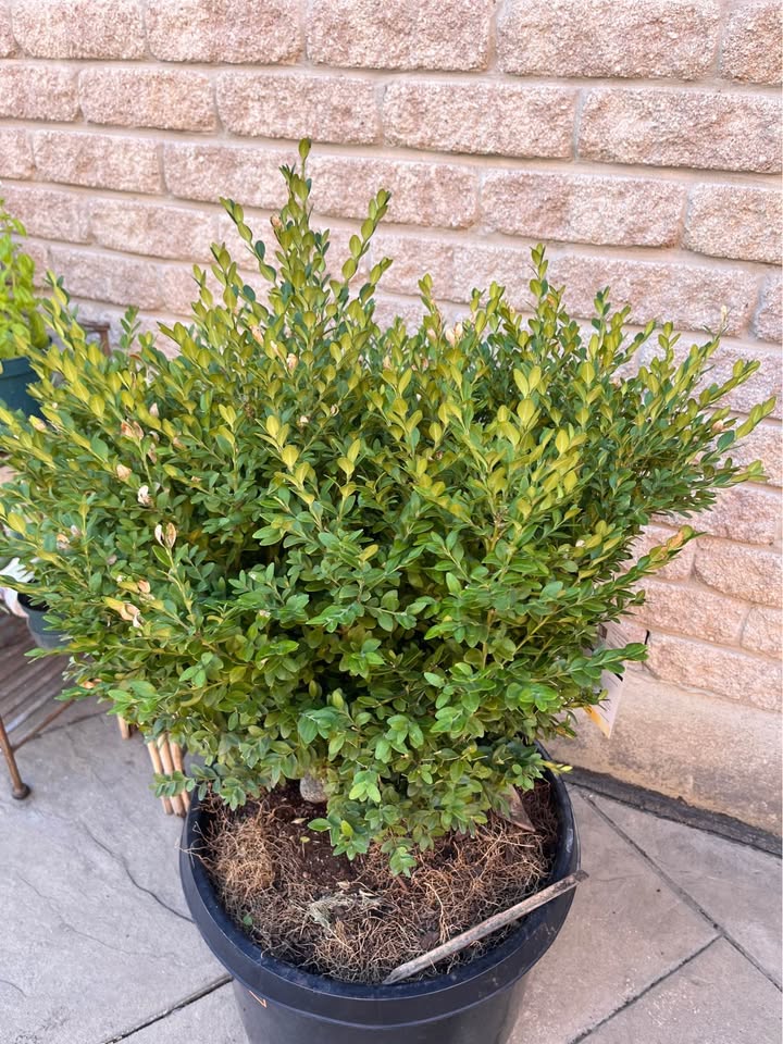 Green Mountain Boxwood