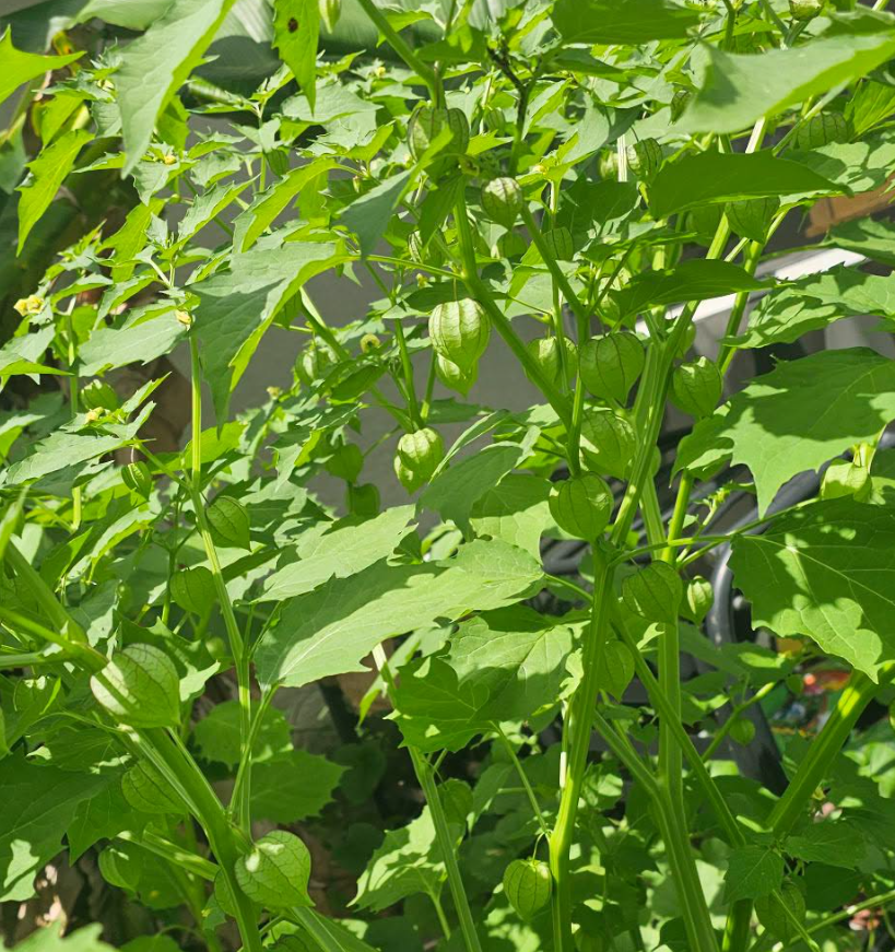 Groundcherry