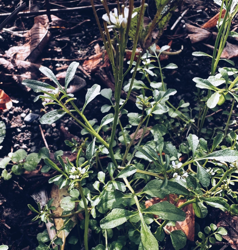 Hairy Bittercress