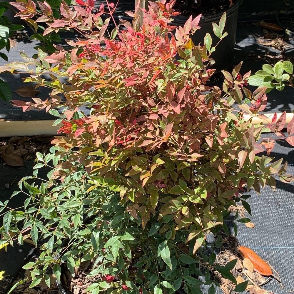 Heavenly Bamboo