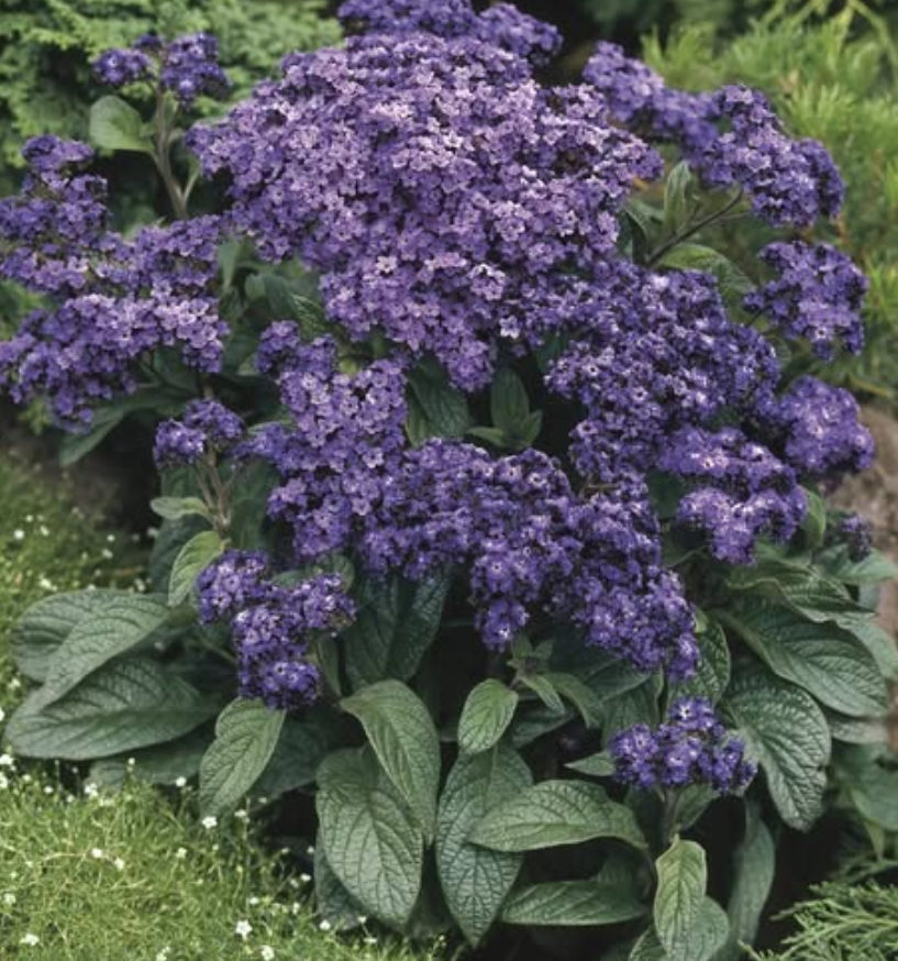 Heliotrope