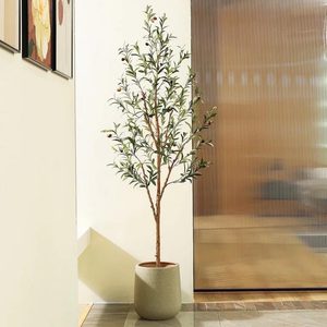 Indoor olive tree