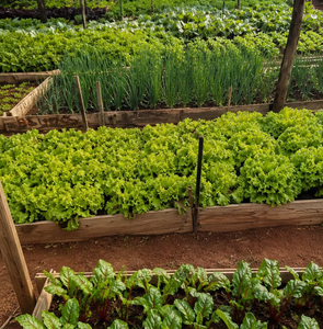 Indoor vegetable garden