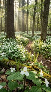 Large-Flowered Trillium