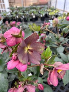 Lenten roses