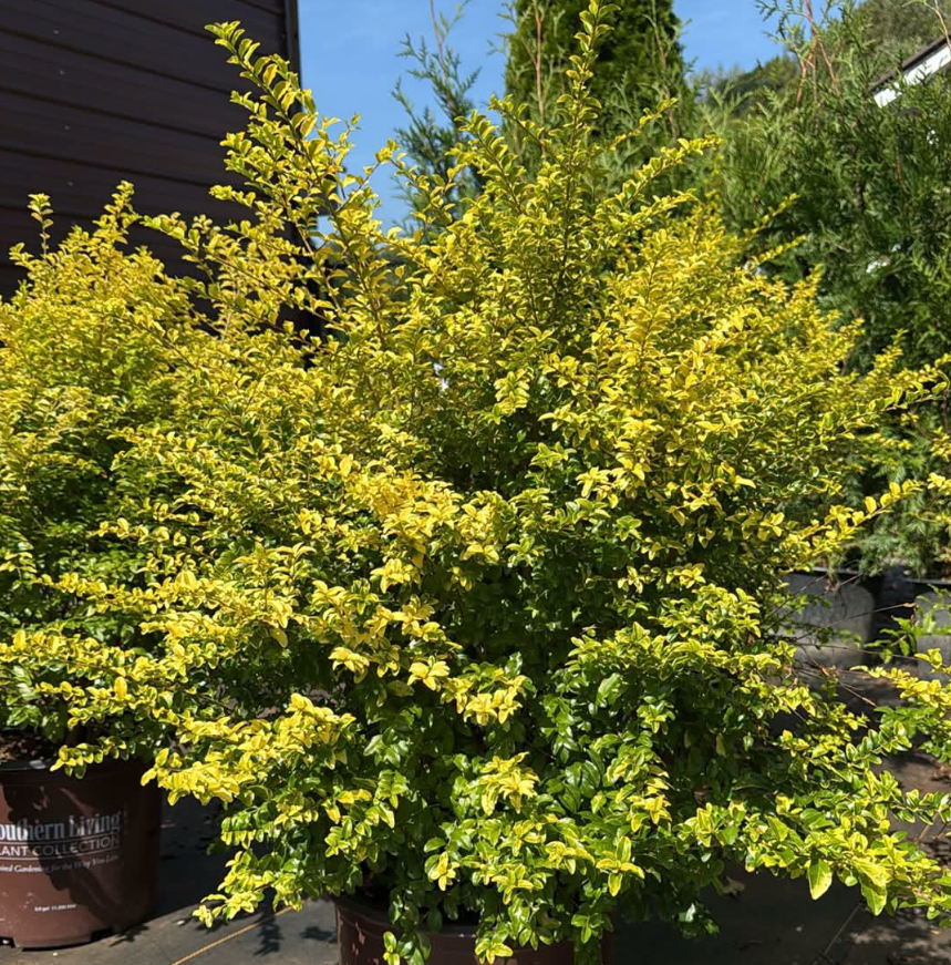 Ligustrum