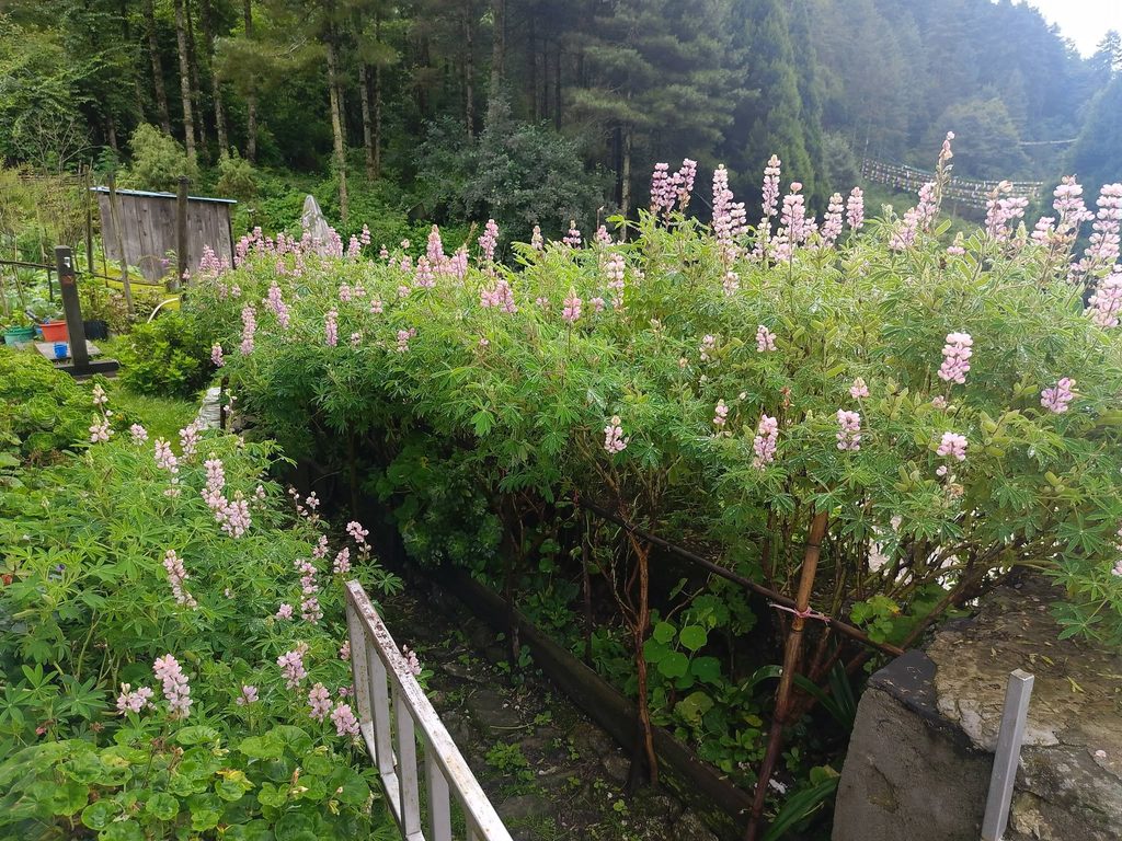 Lupine