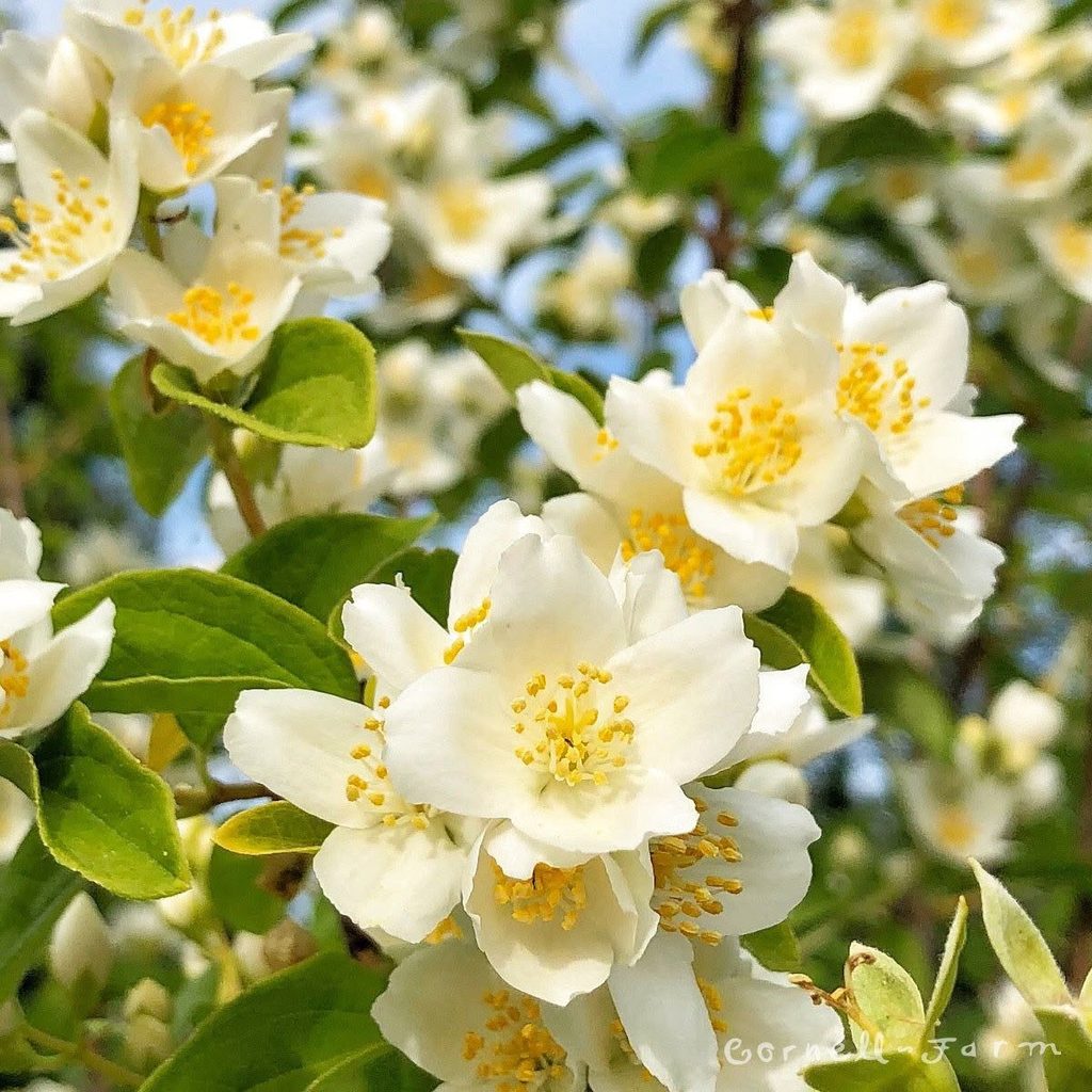 Mock Orange