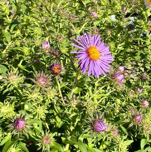New England Aster