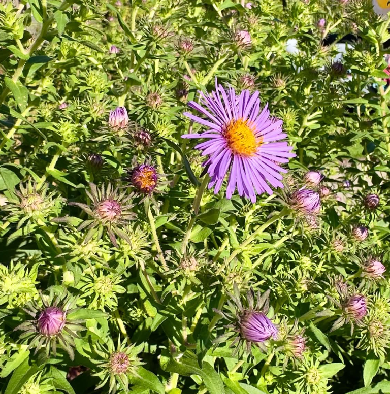 New England Aster