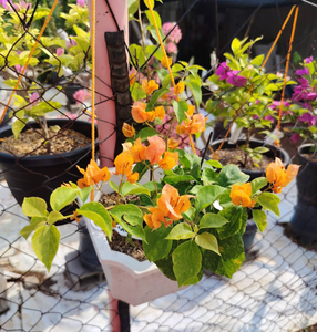 Orange Bougainvillea