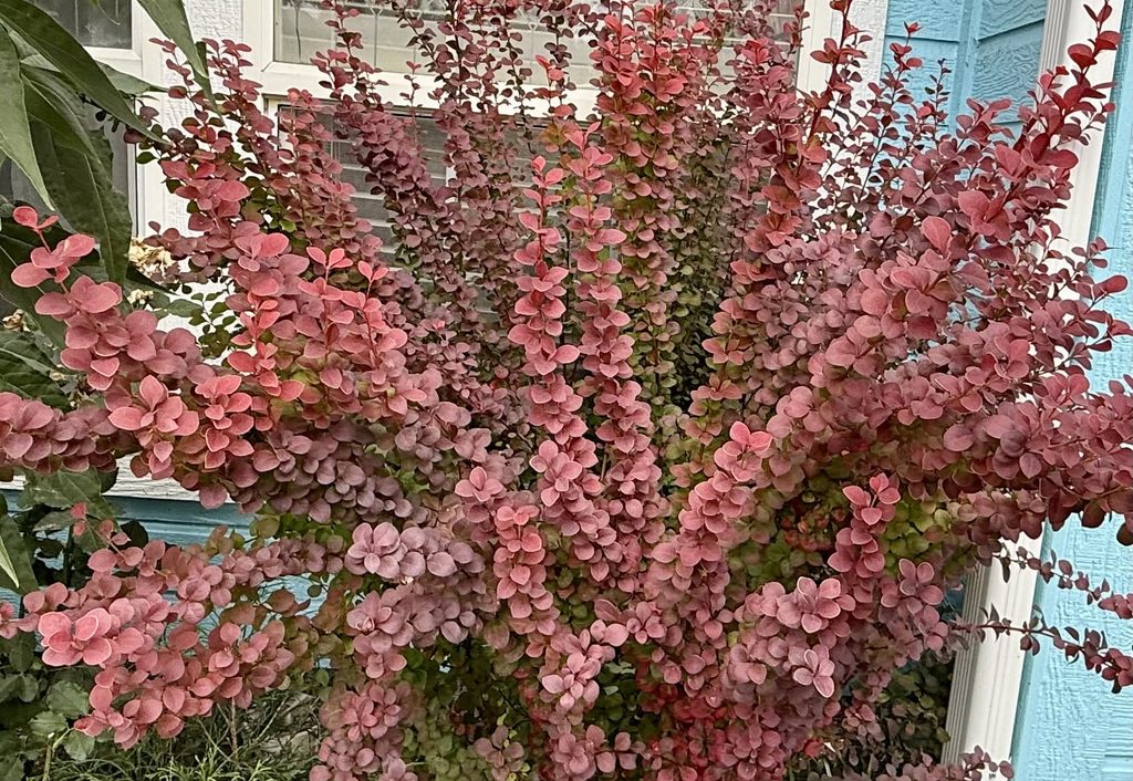 Orange Rocket Barberry 