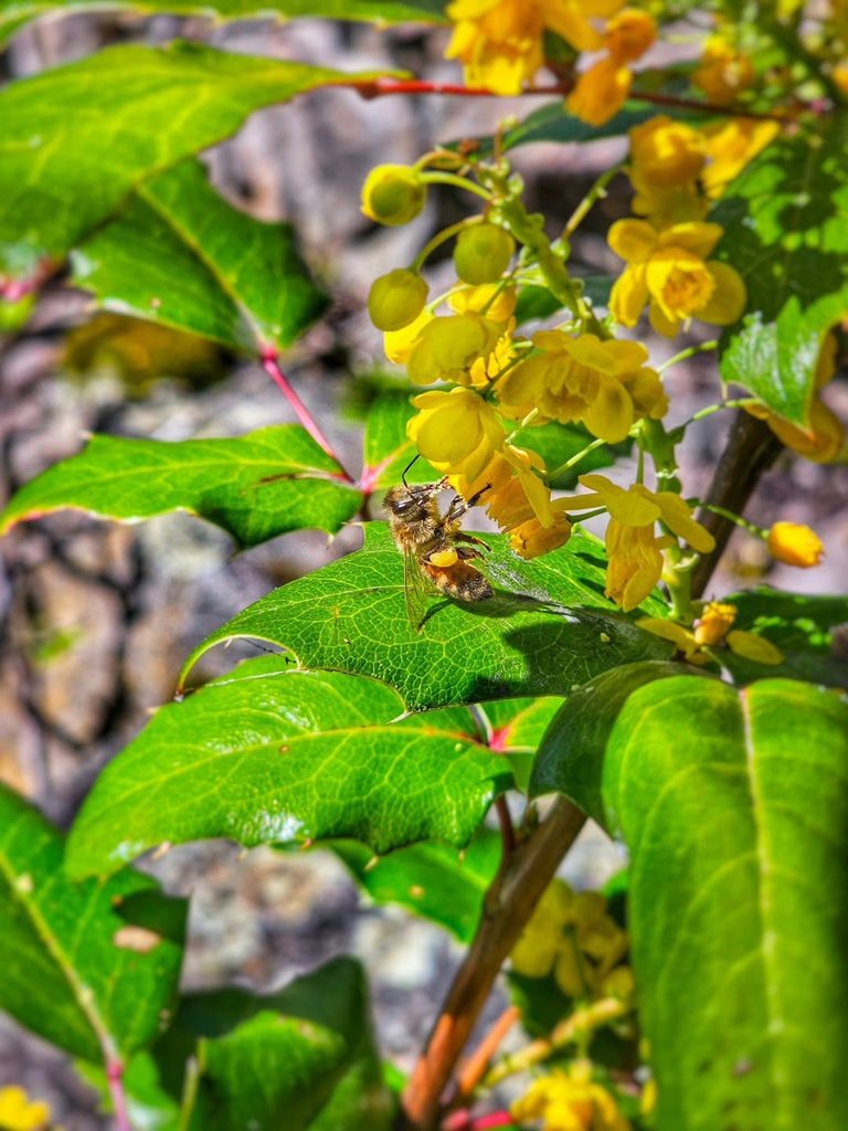 Oregon Grape