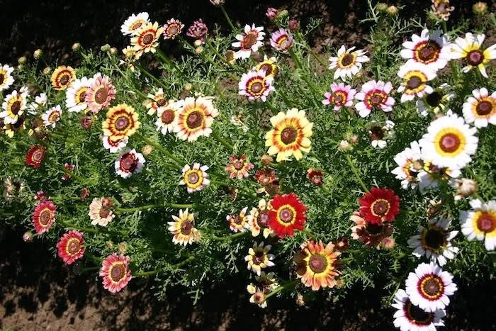 painted daisy