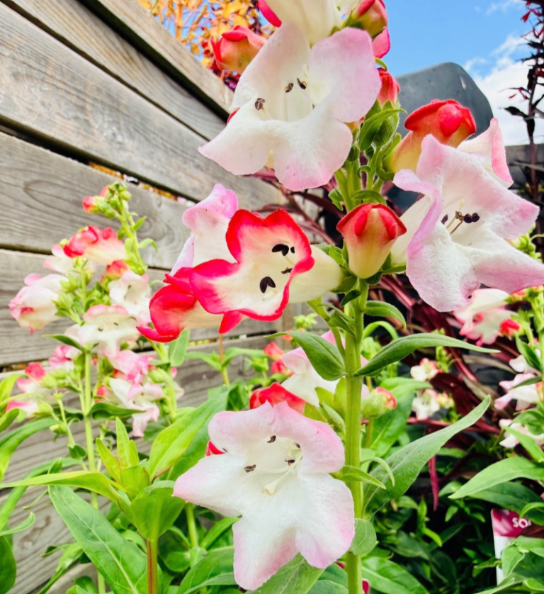 Penstemon