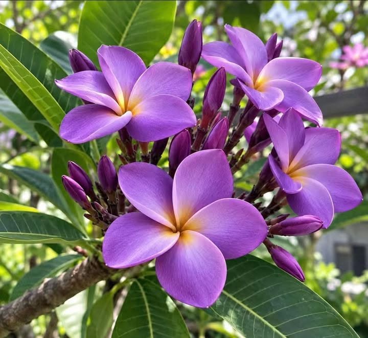 Plumeria