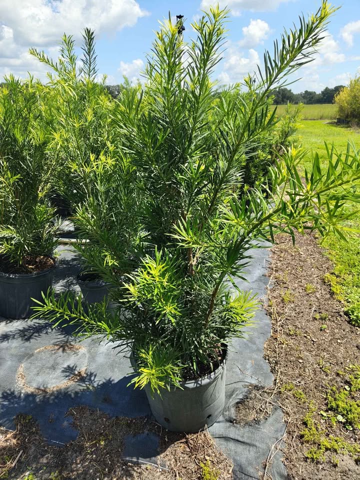 Podocarpus