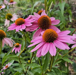 Purple coneflower